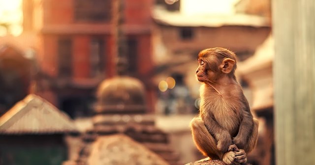 zen monkey at Swayambhu photo by Ashraful Arefin.jpg