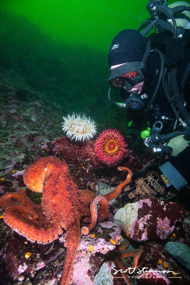 Giant Pacific Octopus-12.jpg