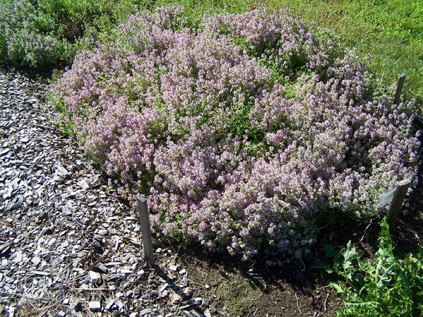 New Herb garden - thyme1 crop July 2017.jpg