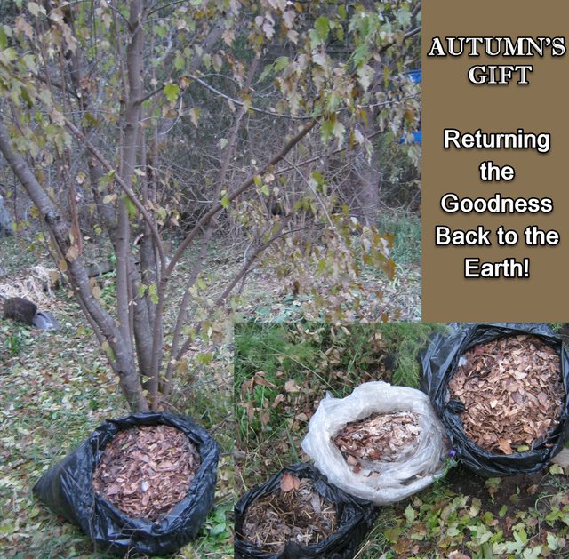 autumns gift bags of leaves.JPG