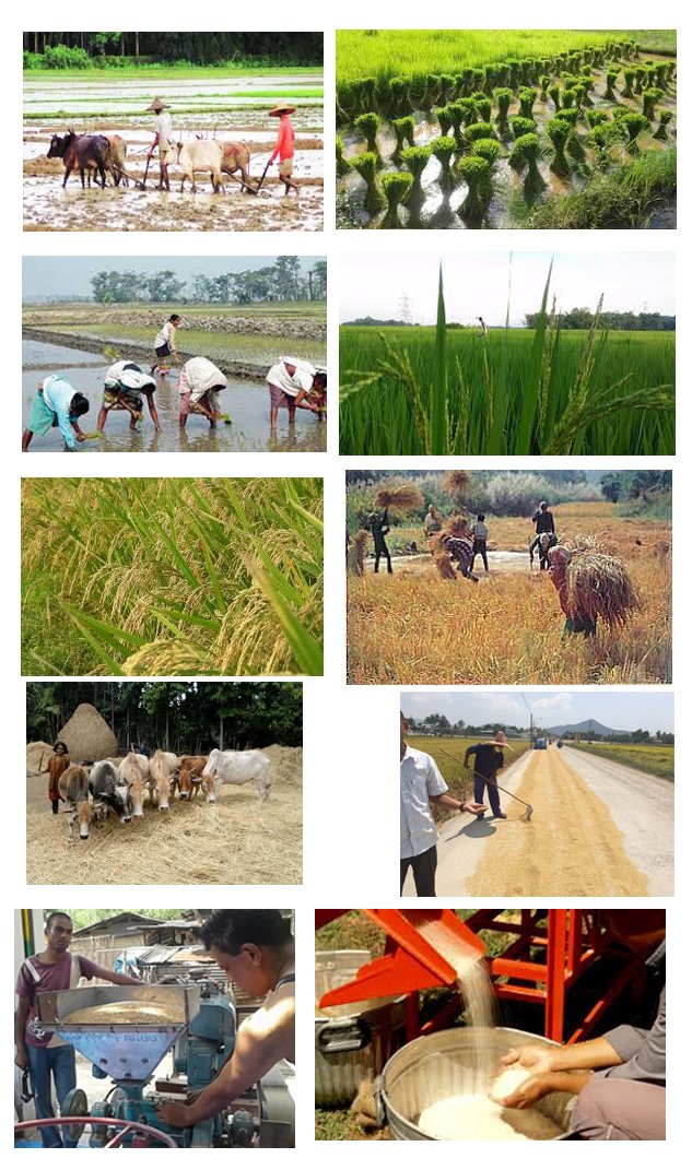 rice cultivation.jpg