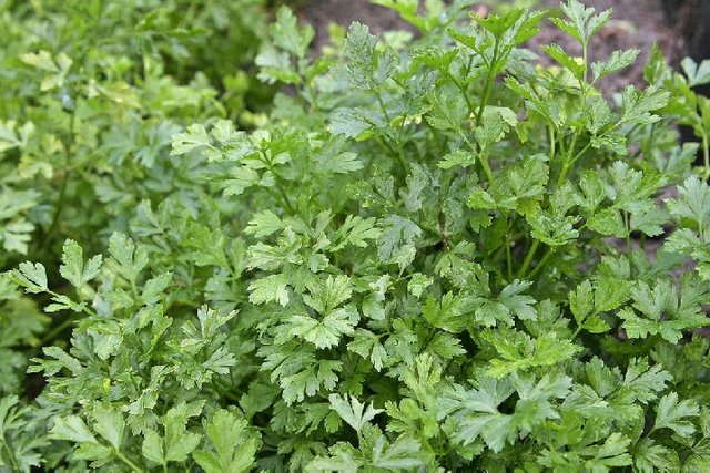 Conozca Las Plantas Medicinales Para Hacer Remedios Caseros