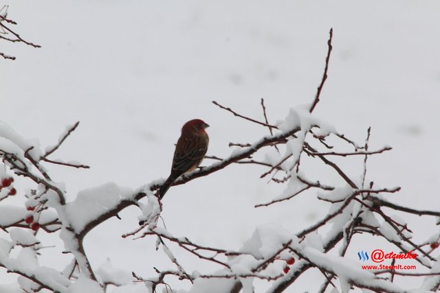 House Finch PFW10_0300.JPG