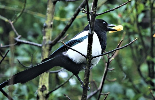 bird-4722429_1920.jpg
