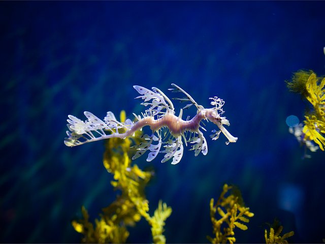 leafy_seadragon_hero_sm-.jpg