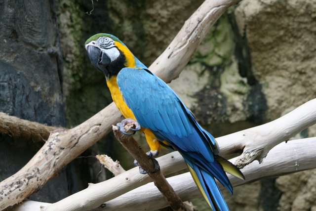 Blue-and-gold_Macaw_(Ara_ararauna)_at_zoo.jpg