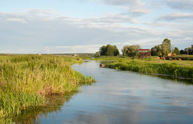 Narew