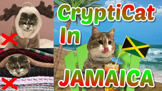 crypticat_jamaica.jpg