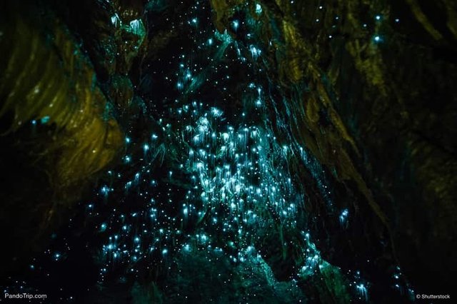 Waitomo-Caves-Waikato-New-Zealand.jpg