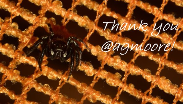 ruth-girl_steemit_spider-thank you.jpg