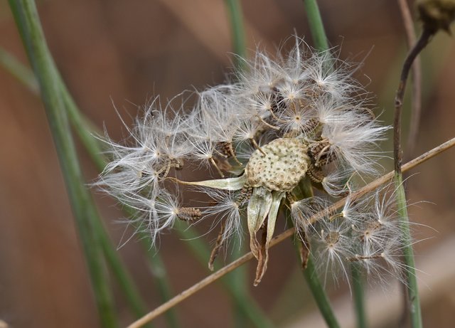 dandelion seeds fluff 1.jpg