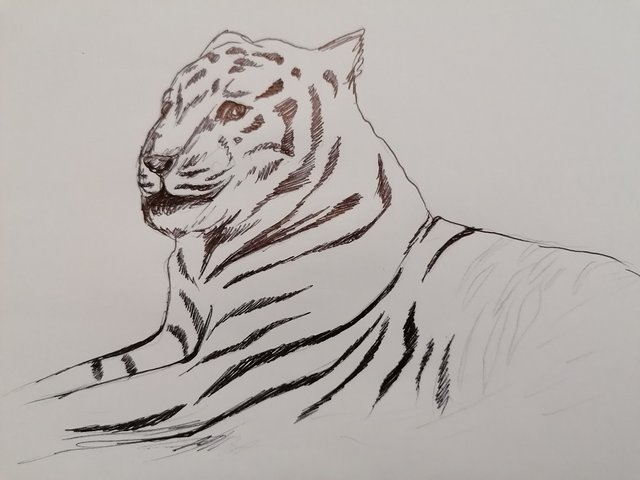 tiger pen (4).jpg