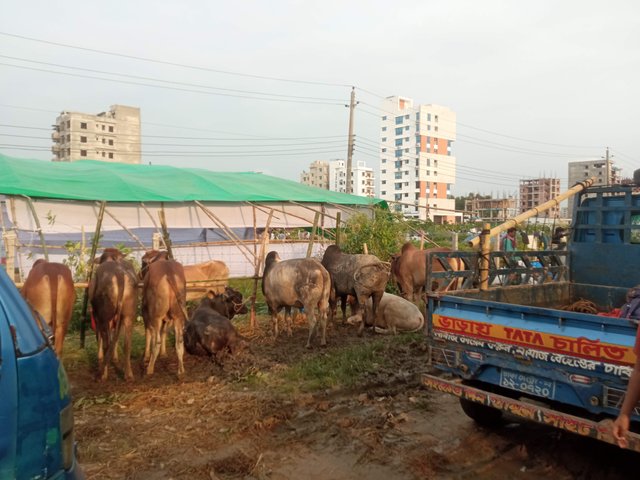পশু (3).jpg