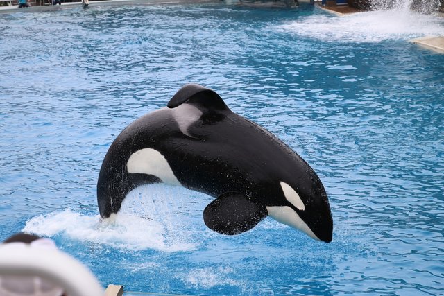 orca-2650649_1920.jpg