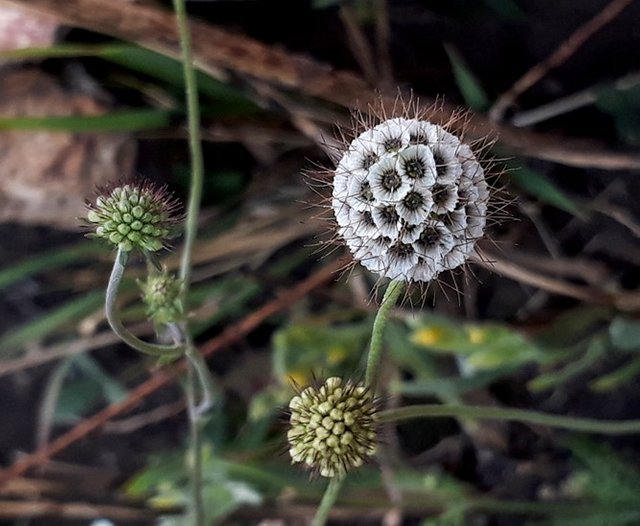 scabiosa columbaria.jpg