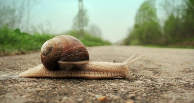 slow-snails-pace.jpg