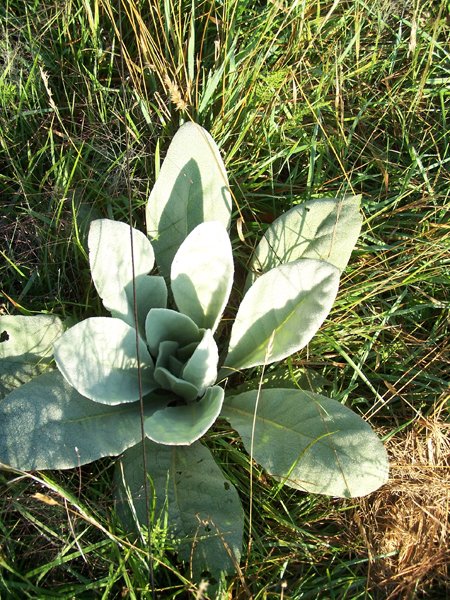 Driveway - mullein crop August 2019.jpg