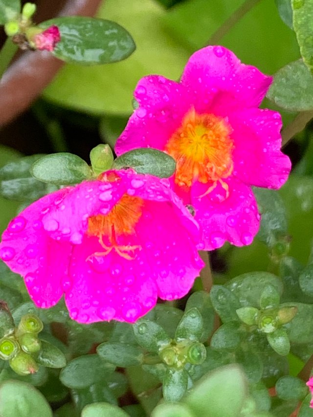my little garden13.jpg
