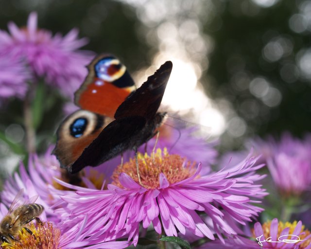 2018-10-Butterfly-European-Peacock-09.jpg