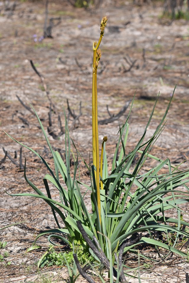 asphodelus onions weed big 1.jpg