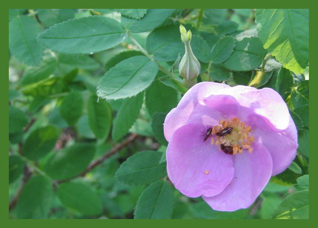 first wild rose with pollinators.JPG
