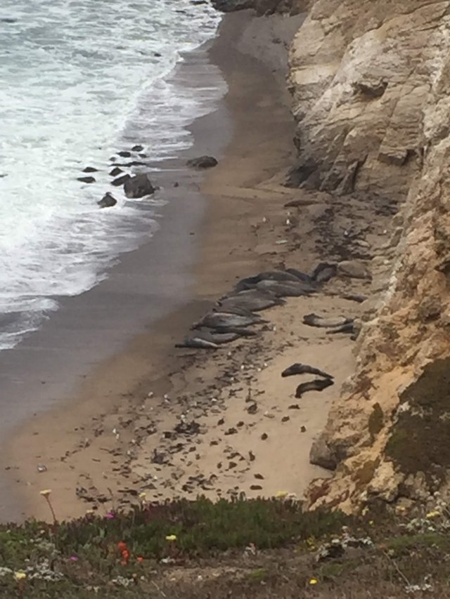 ElephantSeals.JPG