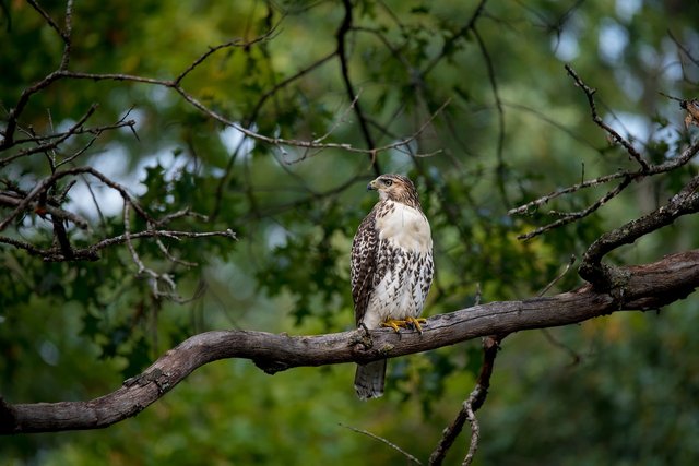 redtail-hawk-6532079_1280.jpg