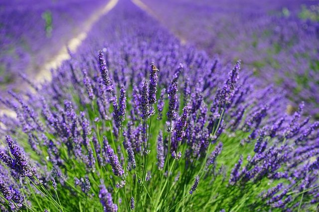 lavender-field-1595587__480.jpg