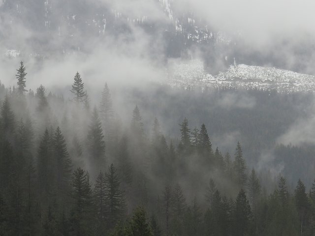 jessicaoutside.com-20170503-164303-fog-rolling-through-forest-british-columbia-1680.jpg