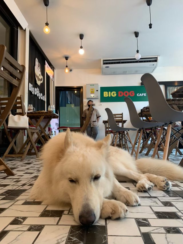 Big Dog Cafe34.jpg