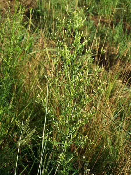 Driveway - daisy fleabane crop August 2019.jpg