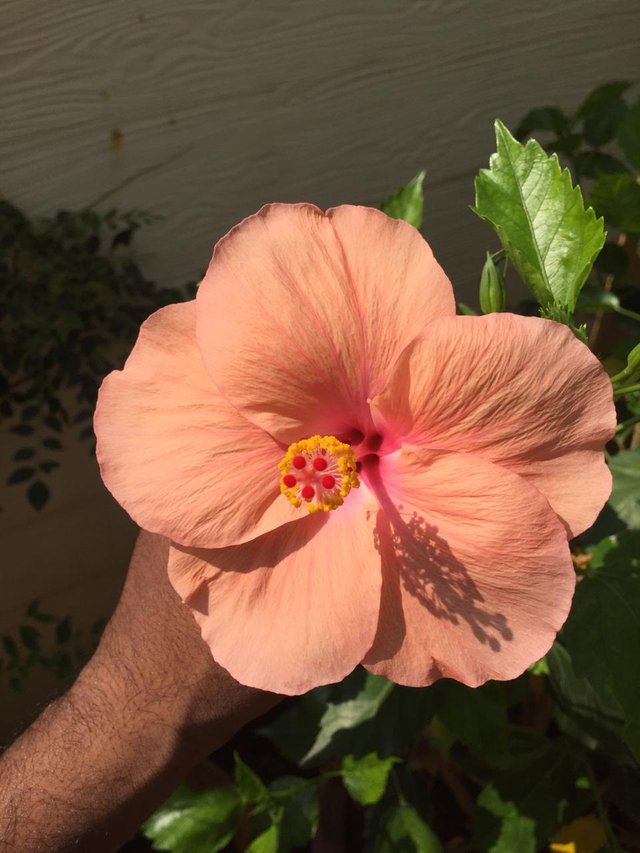 Hibiscus Flower_2.jpeg