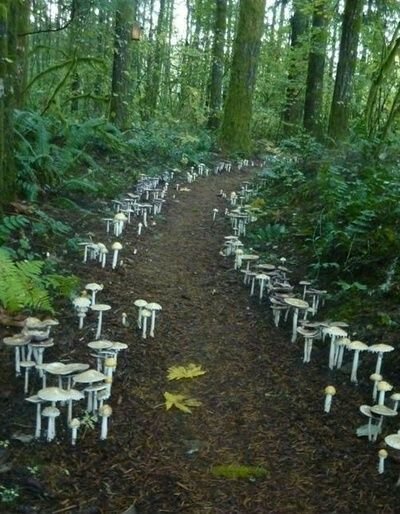 mushroom path.jpg