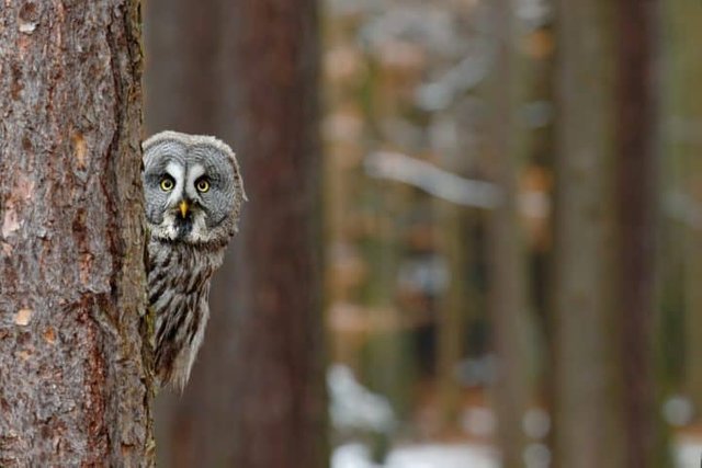 A-Wise-Old-Owl-720x480.jpg