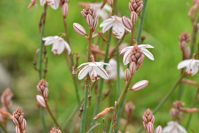 asphodeuls onionweed flower  2.jpg