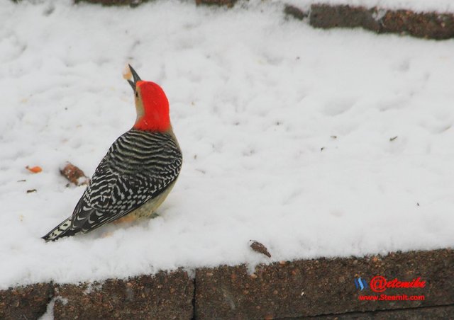 Red-bellied Woodpecker IMG_0035.JPG