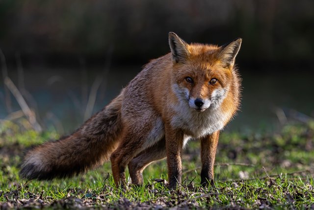 fox-7017260_1280.jpg