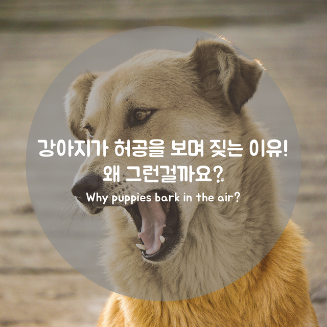 강아지 짖는 이유(영문 포함).png