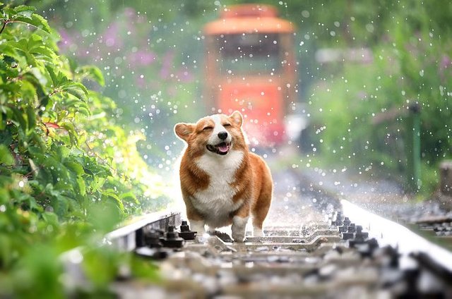 corgi-4415649__480.jpg