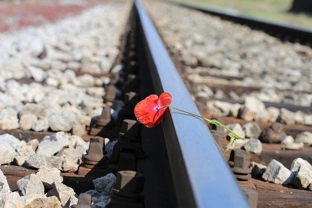 red-poppy-on-railway-3414256__480.jpg
