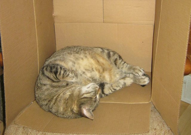 JJ content kitty in a box.JPG
