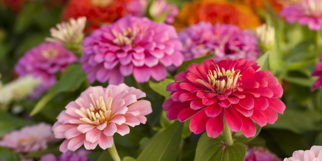 assortment-of-pink-shaded-zinnias-in-a-flower-patch-royalty-free-image-155285202-1534169642.jpg