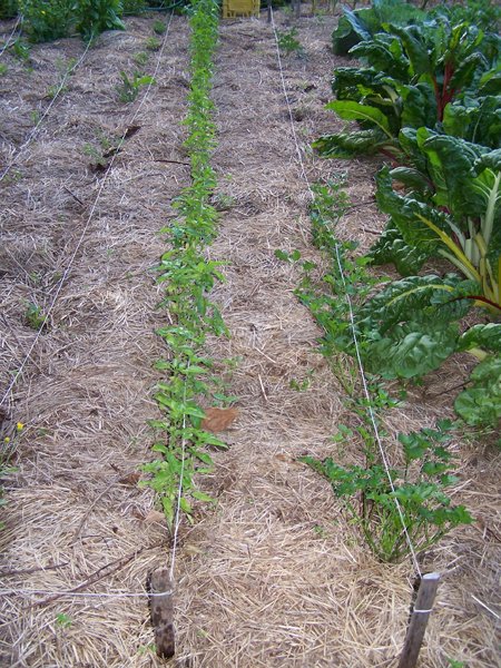 Big garden - basil and parsley crop July 2018.jpg