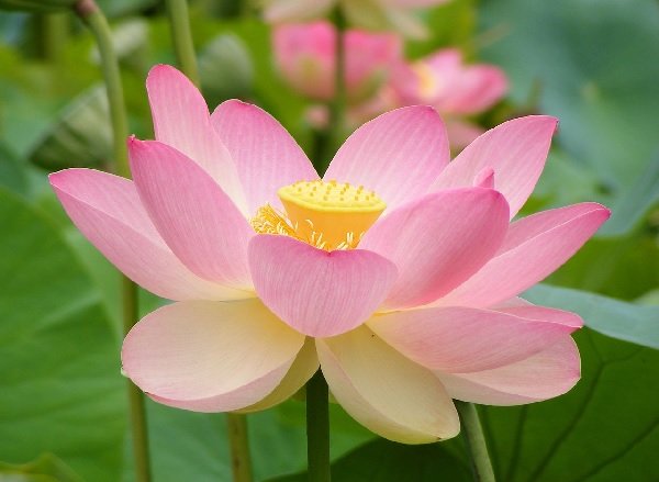 Flor de loto.jpg