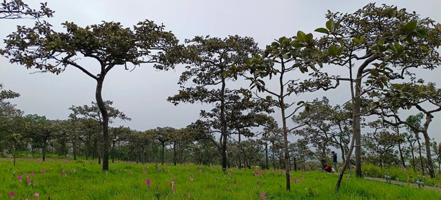 Chaiyaphum70.jpg