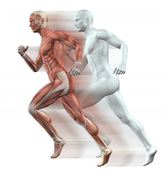 human-muscles.jpg