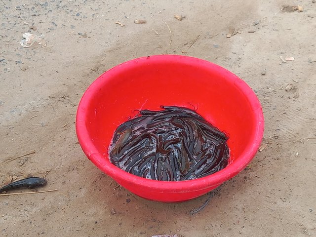 20250907_071853.jpg