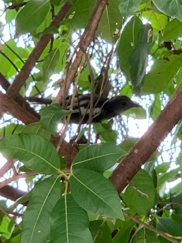 bird3.jpg