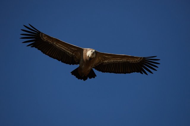 vulture-7706802_1280.jpg