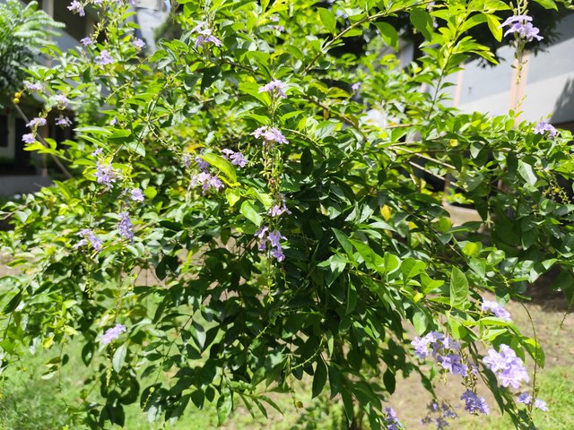 IMG_20250708_133255.jpg